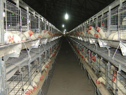 Cage System for Poultry Equipment Manufacturer Supplier Wholesale Exporter Importer Buyer Trader Retailer in Mohali Punjab India